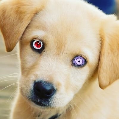 Tanmay454's profile picture. Made account for a special purpose