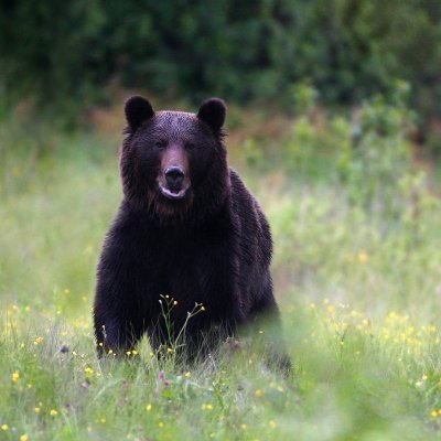 La nature n'a pas besoin d'être protégée, elle doit se défendre, organiser la résistance et vaincre l'ennemi.
