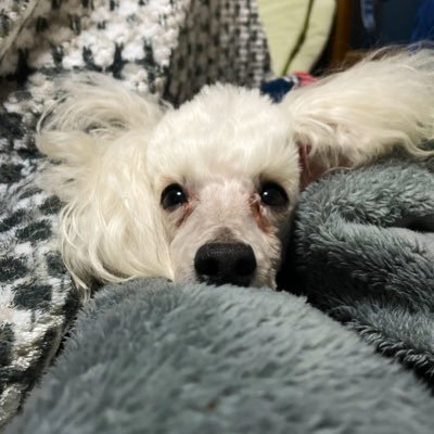 a_wfp35's profile picture. reboot？ flumpool(INTERROBANG?!)/WEAVER(WOW)/NICO Touches the Walls/高橋優/LEGO BIG MORL/フレデリック/Saucy Dog/乃木坂日向坂櫻坂/林遣都/犬🐩