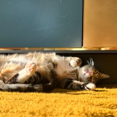 steffasan's profile picture. 