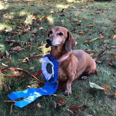 MochaBadgerDog's profile picture. Technologist, Golfer, Software Developer