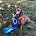 Chazmanian (@mochabadgerdog) Twitter profile photo