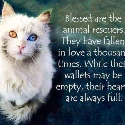 DonnaDoolittl68's profile picture. Animal Rescuer/Welfare Warrior