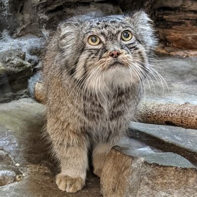 動物と過ごす時が至福のひと時🐾趣味は動物園巡り🐼🐻‍❄️🐘🐈🎶人間＜動物ファースト🍀ボノボのように生きていきたい🐒💕動物好きな方のフォロー＆いいね大歓迎🐾エロ垢は即ブロック⚠️
※マイペース更新なのでコメントや♥返し、フォロバの反応遅いです😹🙏🐾