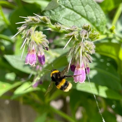 RocksteadyLuke's profile picture. 