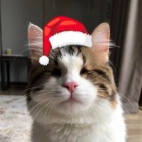 bademilemünir (@bademilemunir) 's Twitter Profile