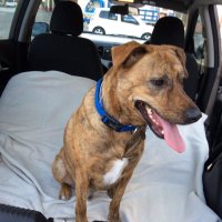 TOFFEE MEYER (@seychelles_dog) 's Twitter Profile
