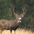 MountaineerDeer's avatar