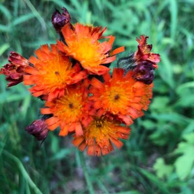 shellburden's profile picture. Stories, words, ideas and wonder