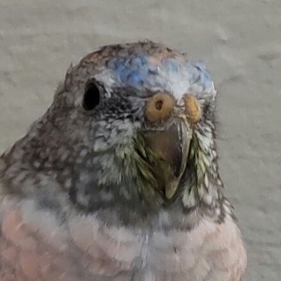 アキクサインコのプリン(2021年6月15日生)とサザナミインコのピッピ(2021年10月10日生~2025年2月1日🌈)とオカメインコのやまと(2023年6月30日生まれ)とサザナミインコのあおい(2025年2月8日生)と暮らしています。
よろしくお願いします。