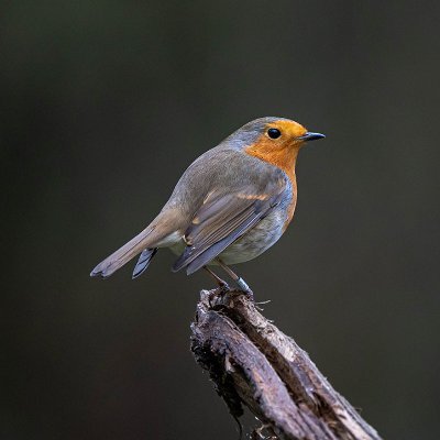 Semi-pro #wildlife #photographer #birds and grumpy, lefty, dad