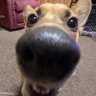 Deerdom's profile picture. december night / 🥘/ dog haver