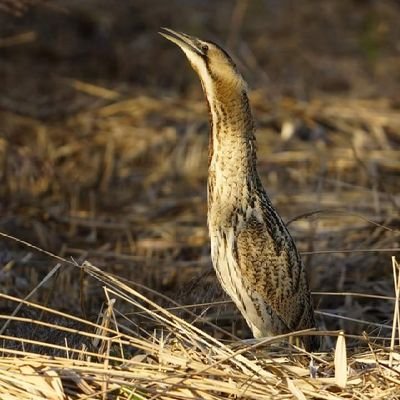 South Humber Regional Warden - views are my own not those of my employers