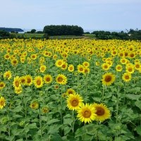 key ryu (@keyryu9) 's Twitter Profile