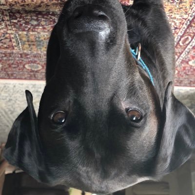 xBlitzy1's profile picture. mets fan, bad mc speedrunner w/ sad twitch channel