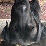 xBlitzy1's profile picture. mets fan, bad mc speedrunner w/ sad twitch channel