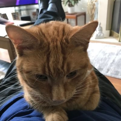 Sheeds1985's profile picture. 