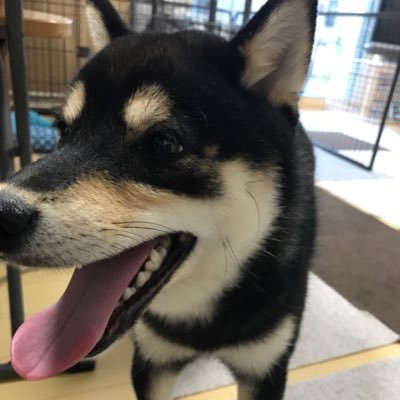 mameshibaRyu's profile picture. 【豆柴】りゅうちゅーぶYouTubeで豆柴の日常を投稿しています。この先のシニアライフ楽しく過ごしたいと思っています。りゅう🐕‍🦺の仕事は息子の店の店にはいない看板犬（衛生上の為）です😉@wa_temari YouTubeチャンネル登録、高評価、Twitter、フォローお願いします。