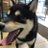 mameshibaRyu's profile image