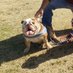 DRAKEO BULLY STUD (@dog_stud) Twitter profile photo DRAKEO BULLY STUD (@dog_stud) Twitter profile photo
