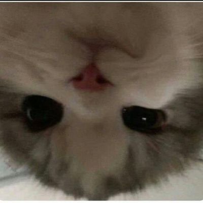 slykat87's profile picture. Once upon a time... or maybe twice... there was an unearthly paradise called Pepperland, 80,000 leagues under the sea it lay... or lie... I'm not quite sure