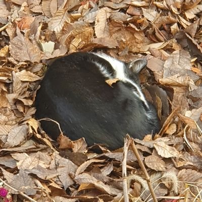 Manaita1342's profile picture. 