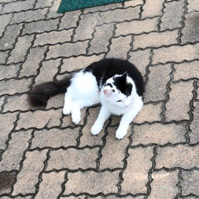 Green_Cicada's profile picture. アキネコ、猫民、etc./原神、にゃんこ大戦争、MHWilds