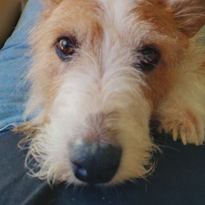 twitchvladvos's profile picture. Aussie, fan of Wrestling and Mecha