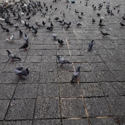 PrasadiAshini's profile picture. 