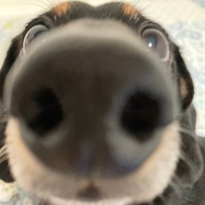 ibmatdasigi's profile picture. 