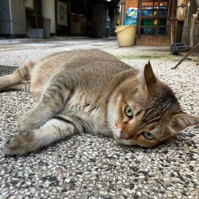 QwOwL's profile picture. 