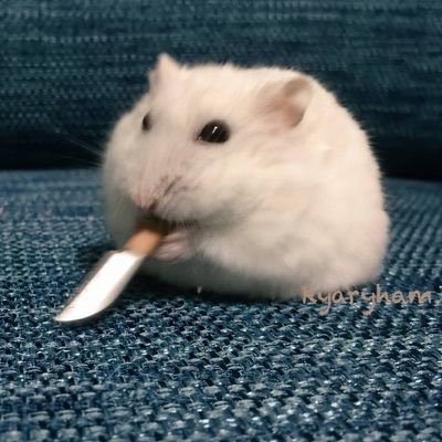 무무さんのプロフィール画像