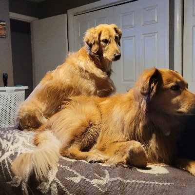 lenorberg's profile picture. mom of 3 boys, 2 golden retrievers, 2 cats, wife,