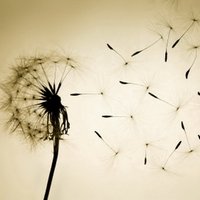 Pressential (@pressential) 's Twitter Profile