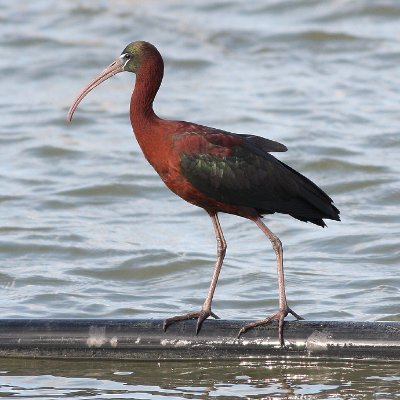 Glossyibis_