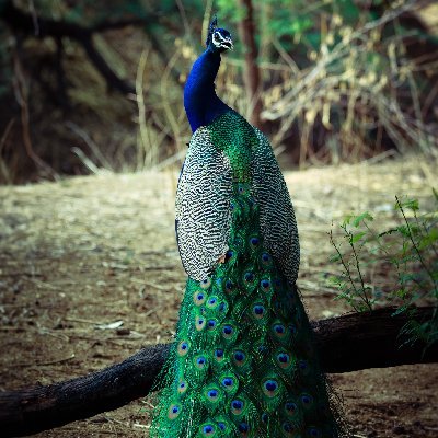 Haxer55's profile picture. PROUDLY भारतीय