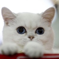 Onur 🐈 (@kedilerinsayfas) 's Twitter Profile