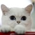 Onur 🐈 (@kedilerinsayfas) Twitter profile photo Onur 🐈 (@kedilerinsayfas) Twitter profile photo