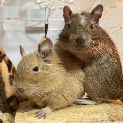 デグーメス2匹のママです。🤲 2020/11/30八月下旬チェコ出身のカシューナッツ12/16四月オランダ出身のジャスミン