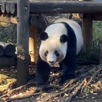 上野動物園大好き　パンダ大好き　フォロバ100% (@uenopandaxing) Twitter profile photo