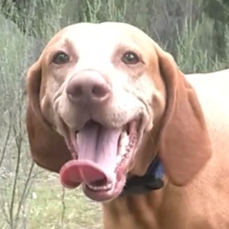 Emme / Ems.  A re-homed Hungarian Vizsla.  Enjoys trail running, MTB, sofa acquisition, & culinary exploration.