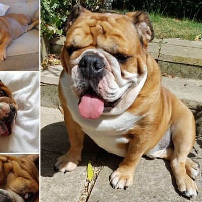 dog_gaming420's profile picture. 