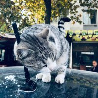 Ⓜ️usti (@mustaenefti) 's Twitter Profile