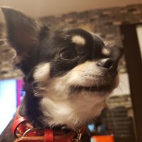 くじらくわい🎌 (@yuwmasekannppoc) Twitter profile photo