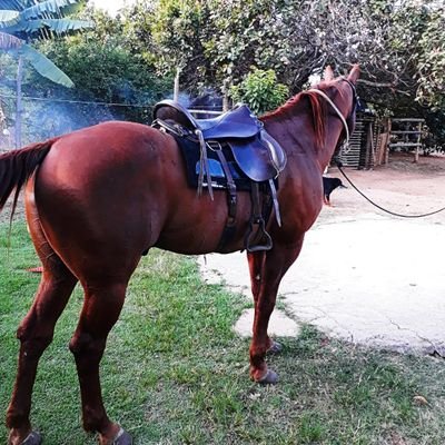 Se for um cavalo, monte-o, se for uma cerca, conserte-a, se for uma dama, trate-a como uma rainha.”❤🐎🤭