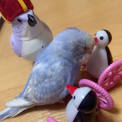🐤セキセイインコの空(くぅ)ちゃんです 🐣2021年8月生まれ 🐥飼い主チロルのおててが大好き🐣💞Goペンさんはもっと.........