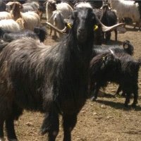 Gök Börü (@buduncu26) Twitter profile photo