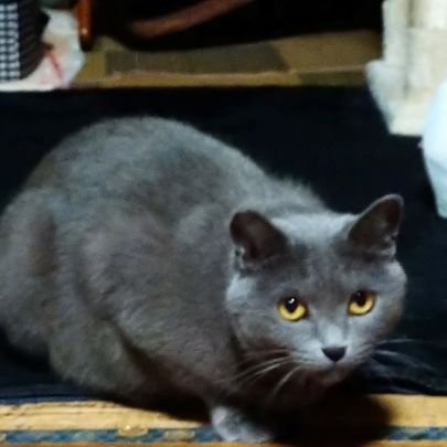 393hocd2zBsYCEI's profile picture. 