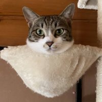 ミユテツ猫 (@fubqogrdayf7q7c) 's Twitter Profile