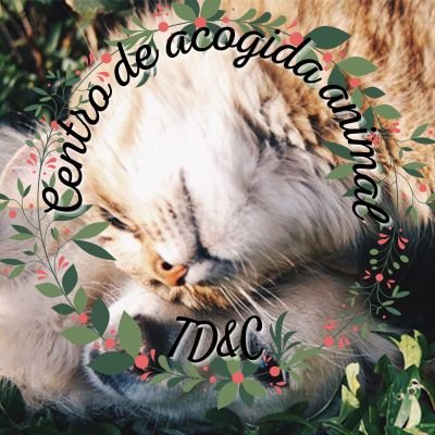 ⠀ ﹙𓅇﹚ꜥꜤ  𝕮entro de adopción animal.  𓏲  ❪❪ 𝙏𝙬𝙤 𝙙𝙤𝙜𝙨 & 𝙖 𝙘𝙖𝙩 ❫❫  ‍ “𝐶𝑜𝑚𝑝𝑟𝑒 𝑠𝑢𝑠 𝑐𝑢𝑖𝑑𝑎𝑑𝑜𝑠, 𝑛𝑜 𝑙𝑜𝑠 𝑎𝑛𝑖𝑚𝑎𝑙𝑒𝑠.” #THPR